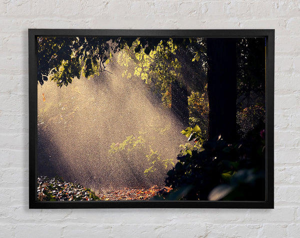 Summer Rain Forest Framed Print