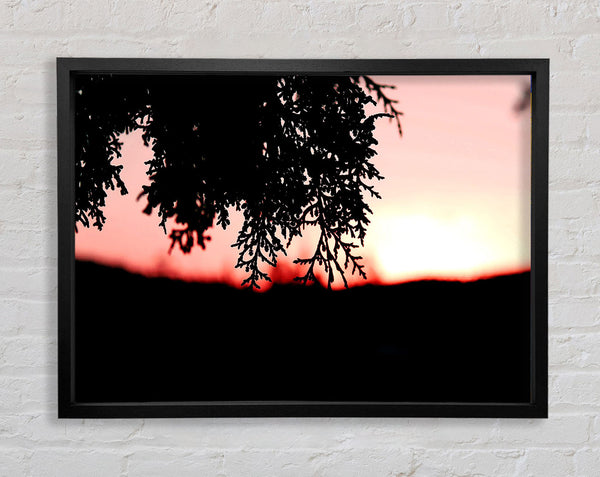Pine Shrubs In Sunset Framed Print