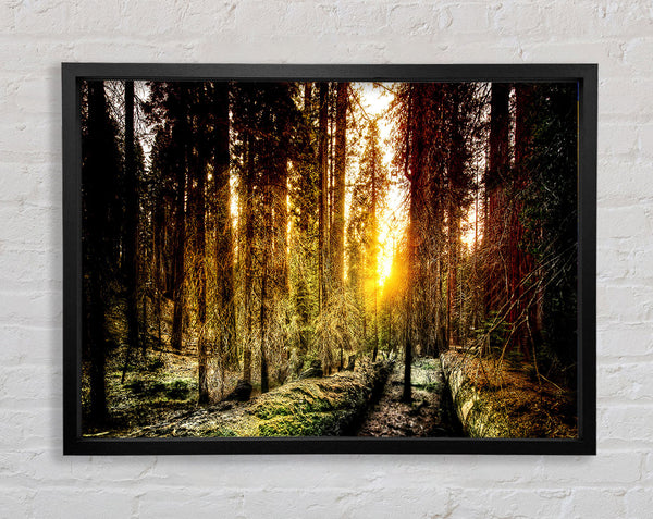 Old Forest In Yosemite Framed Print