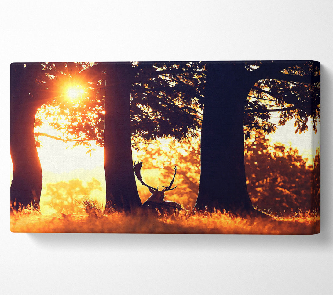  A Canvas Print of Stag In The Morning forest Canvas Art
