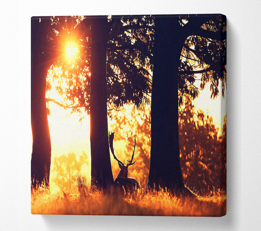  A Canvas Print of Stag In The Morning forest Canvas Art