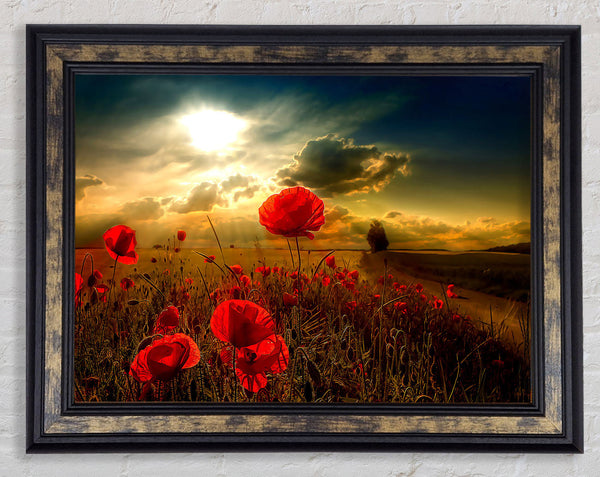 Sunlight Framed Print