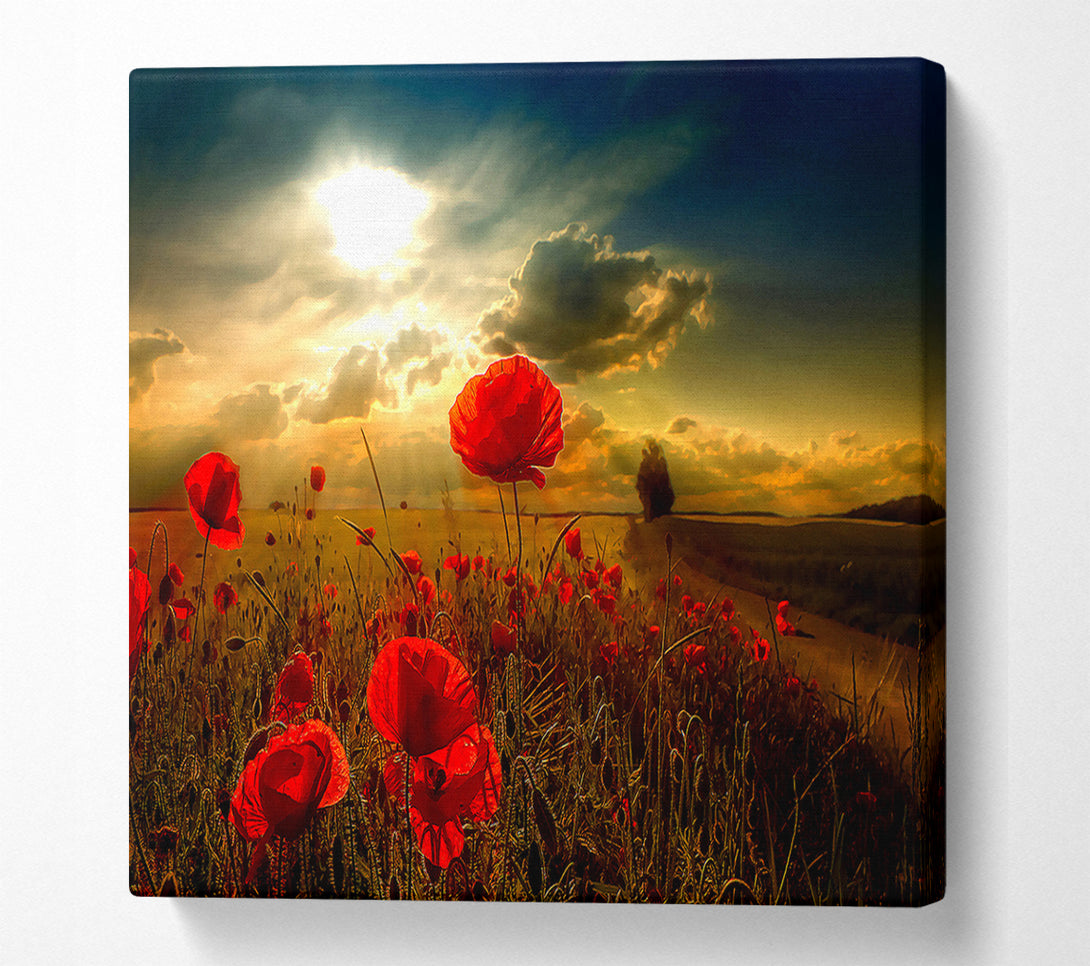  A Canvas Print of Sunlight Canvas Print