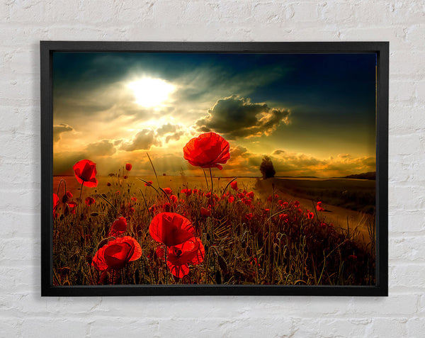 Sunlight Framed Print