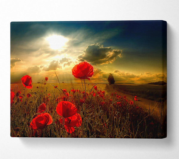  A Canvas Print of Sunlight Canvas Print