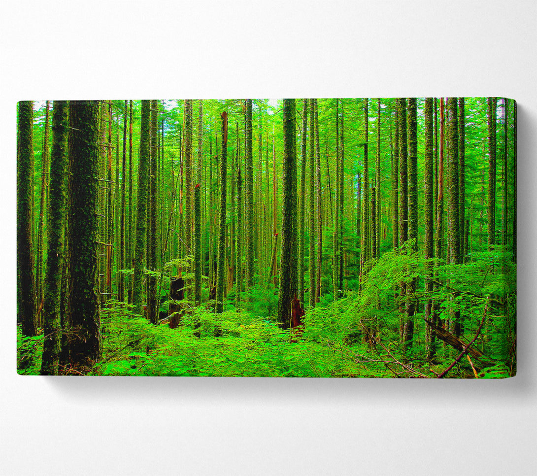  A Canvas Print of Nothing But Trees Canvas Print