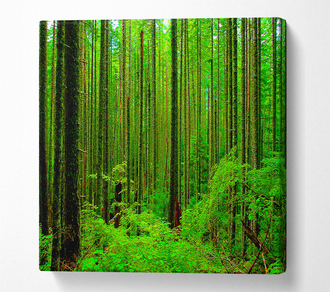 A Canvas Print of Nothing But Trees Canvas Print