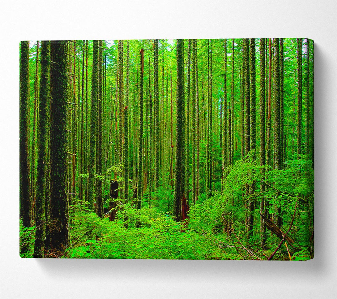  A Canvas Print of Nothing But Trees Canvas Print