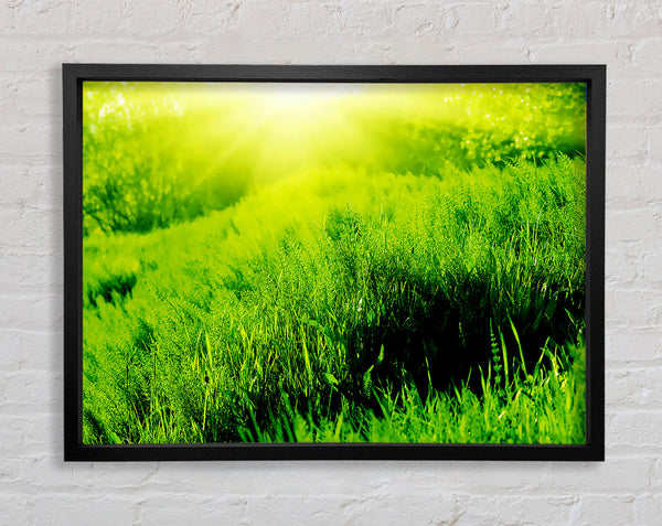 Sunbeam Meadow Framed Print