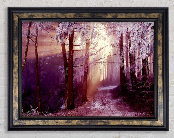 Winter Woodland Sunbeam Framed Print