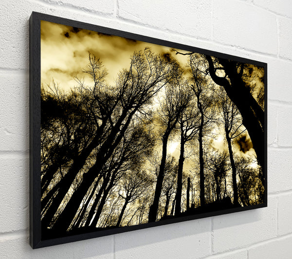 Woodland Skies