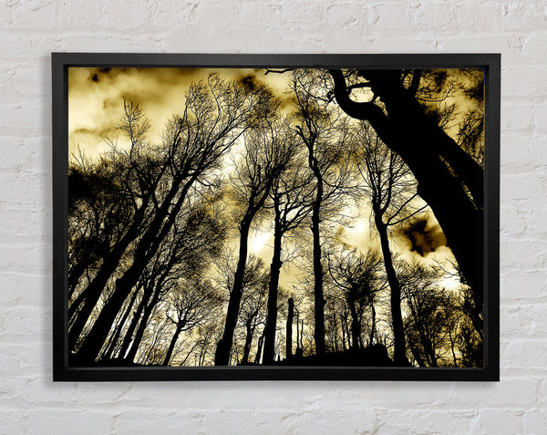 Woodland Skies Framed Print
