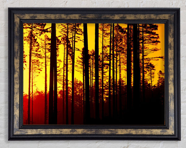 Through The Trees Framed Print