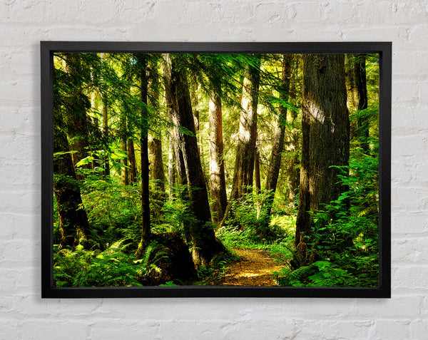 Sunbeam Woodland Framed Print