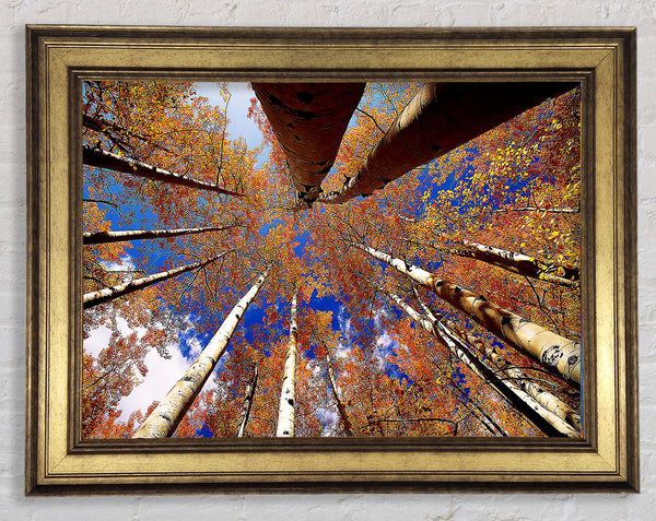 Above The Trees Framed Print