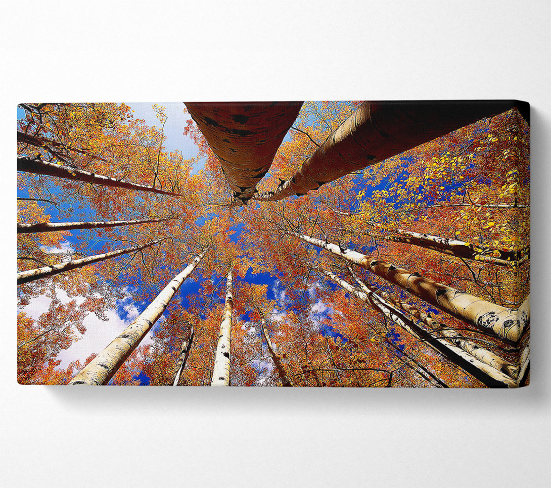  A Canvas Print of Above The Trees Canvas Wall Art