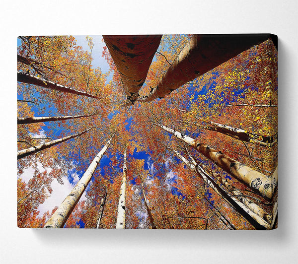  A Canvas Print of Above The Trees Canvas Wall Art