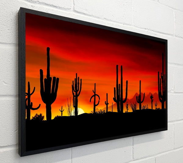 Cactus Sunset Beauty