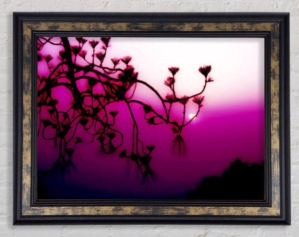 Pink Haze Framed Print