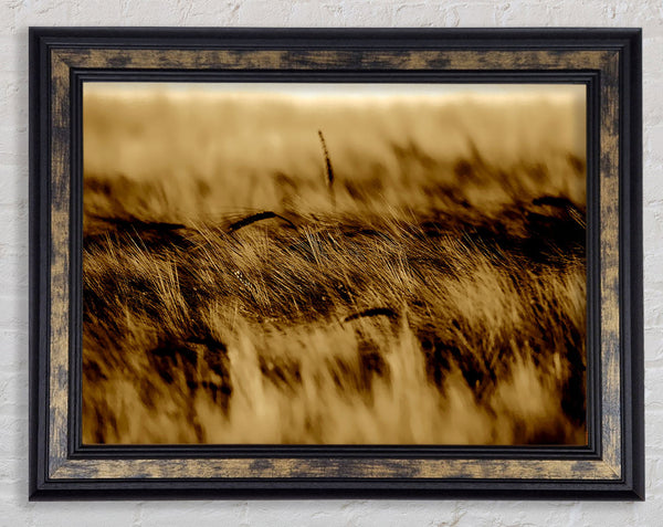 Wheatfield Sepia Framed Print