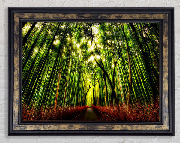 The Woodland Walk Framed Print