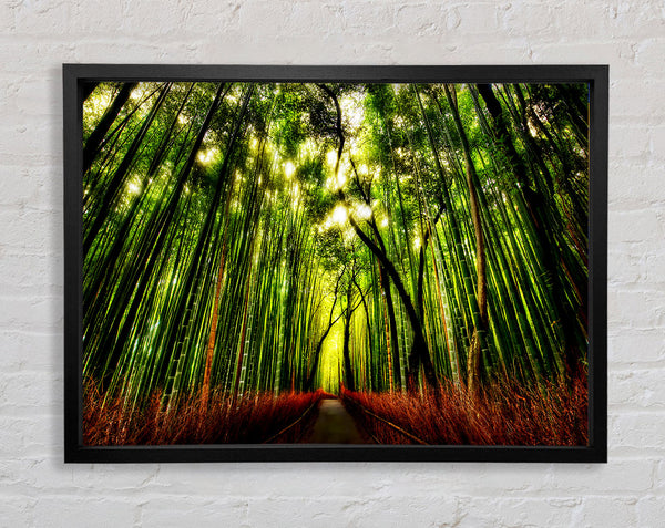 The Woodland Walk Framed Print