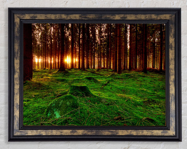 Beyond The Trees Framed Print