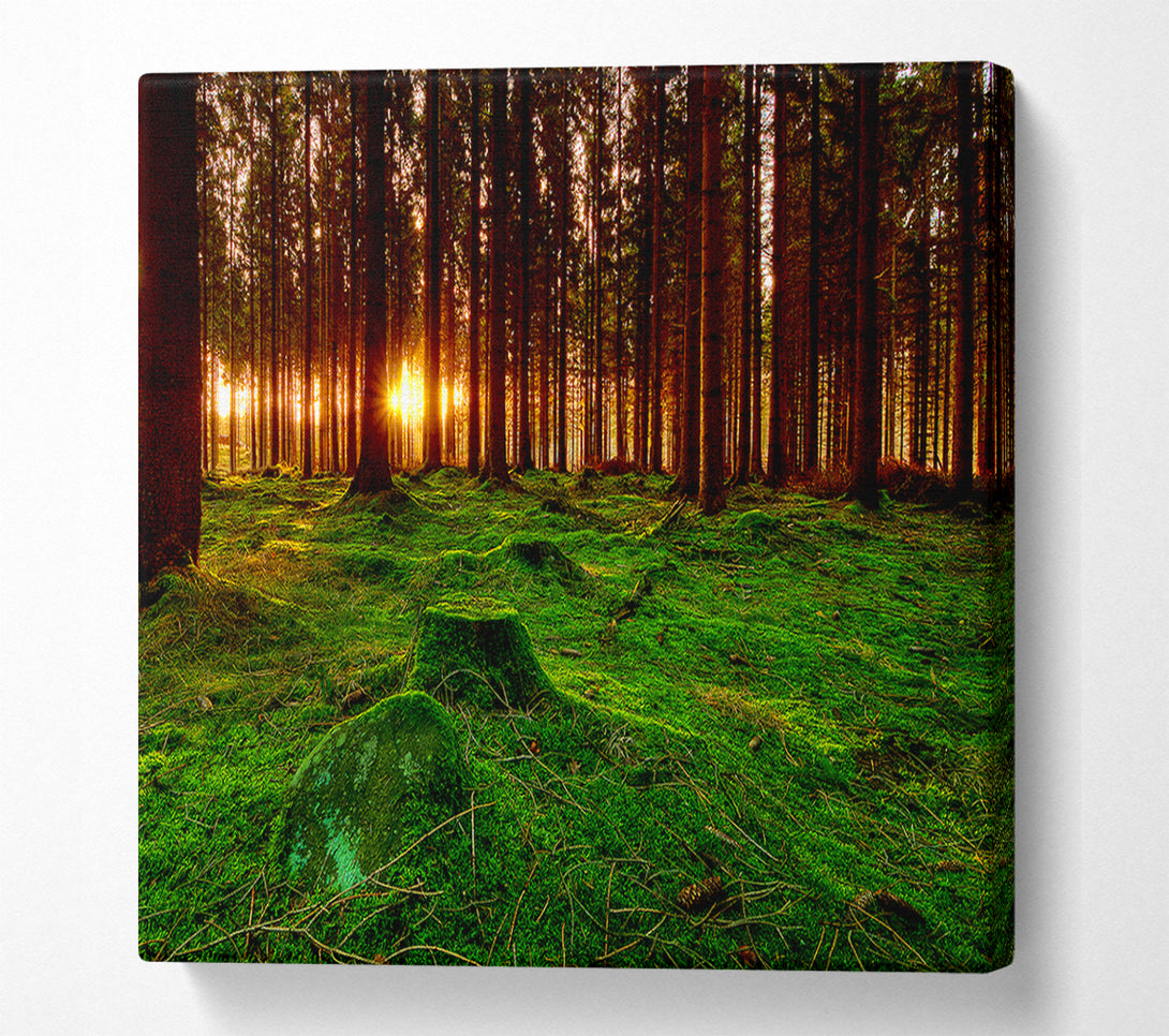  A Canvas Print of Beyond The Trees Canvas Art