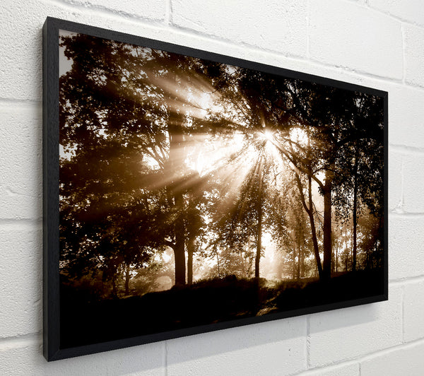 Sunrays Through The Chocolate Woodland