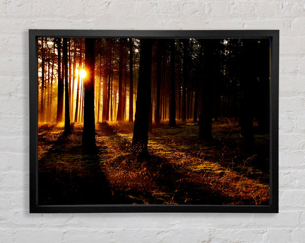 Woodland Sun Blaze Framed Print