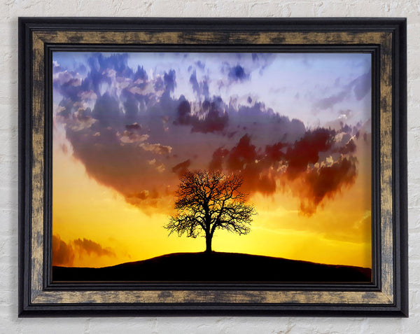 Tree In The Morning Light Framed Print