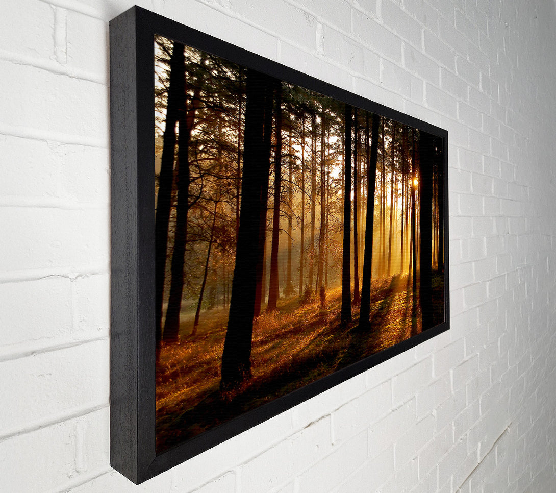  A Canvas Print of Morning Woodland Sun Mist Canvas Print