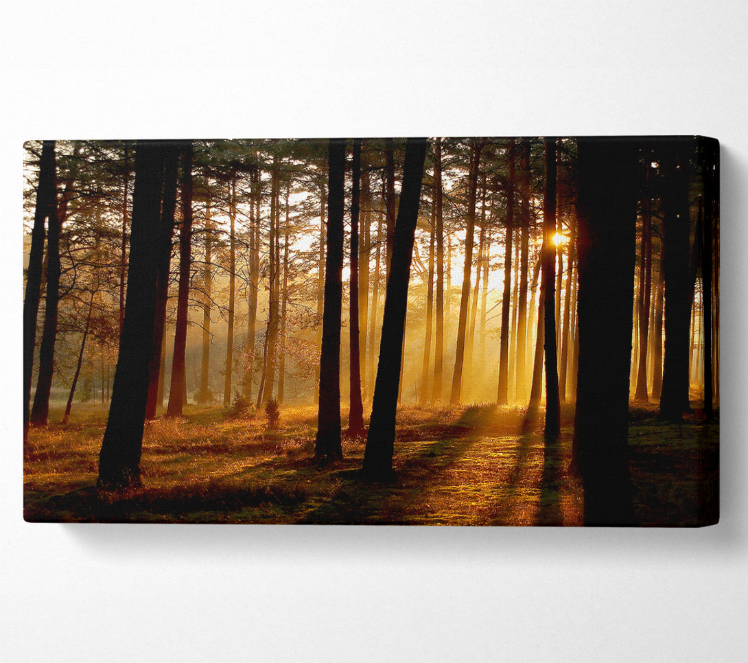  A Canvas Print of Morning Woodland Sun Mist Canvas Print
