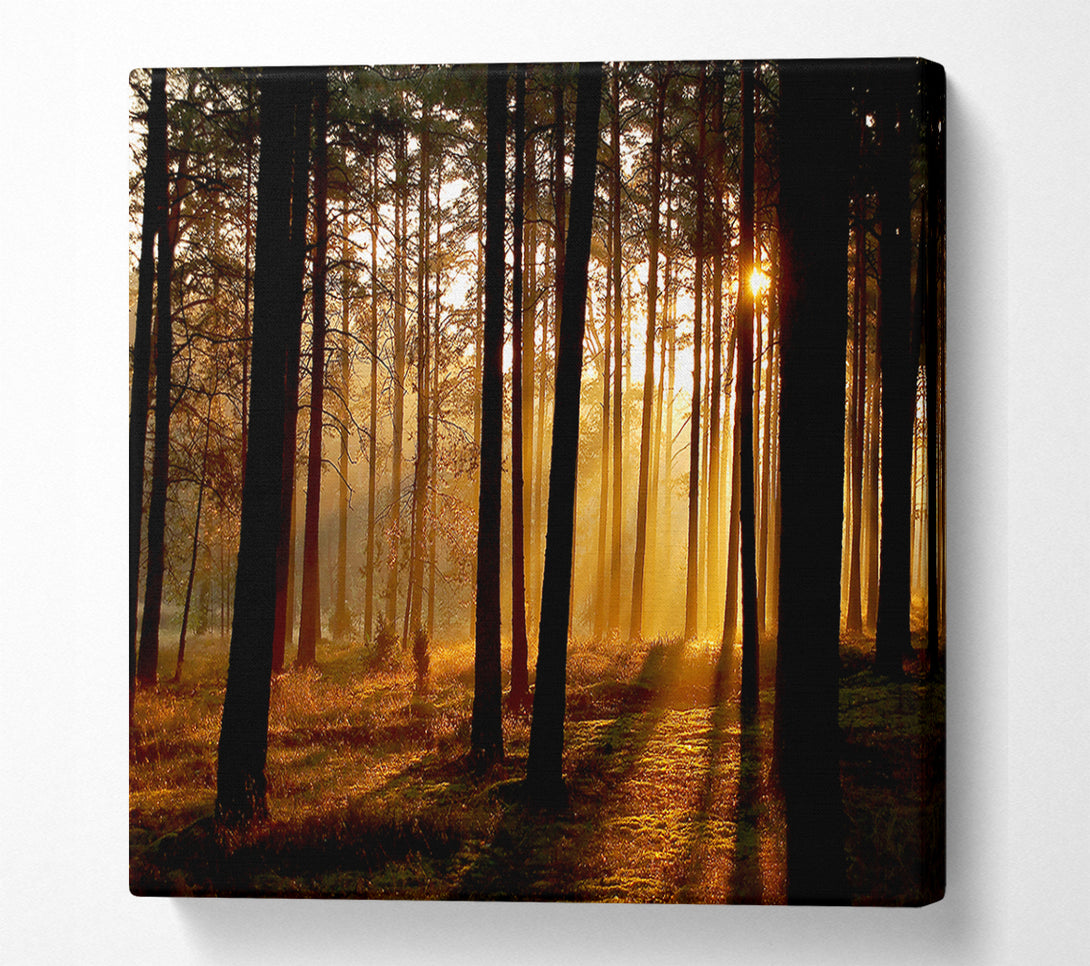  A Canvas Print of Morning Woodland Sun Mist Canvas Print