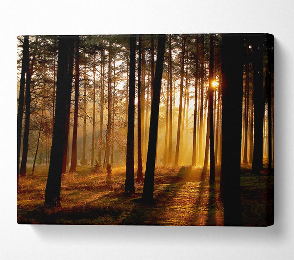 A Canvas Print of Morning Woodland Sun Mist Canvas Print