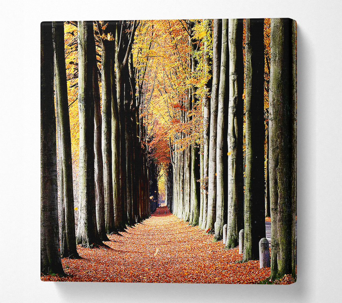  A Canvas Print of Woodland Walk Canvas Wall Art