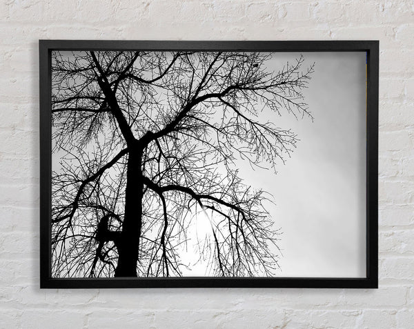 Winter Branches In The Sun B n W Framed Print