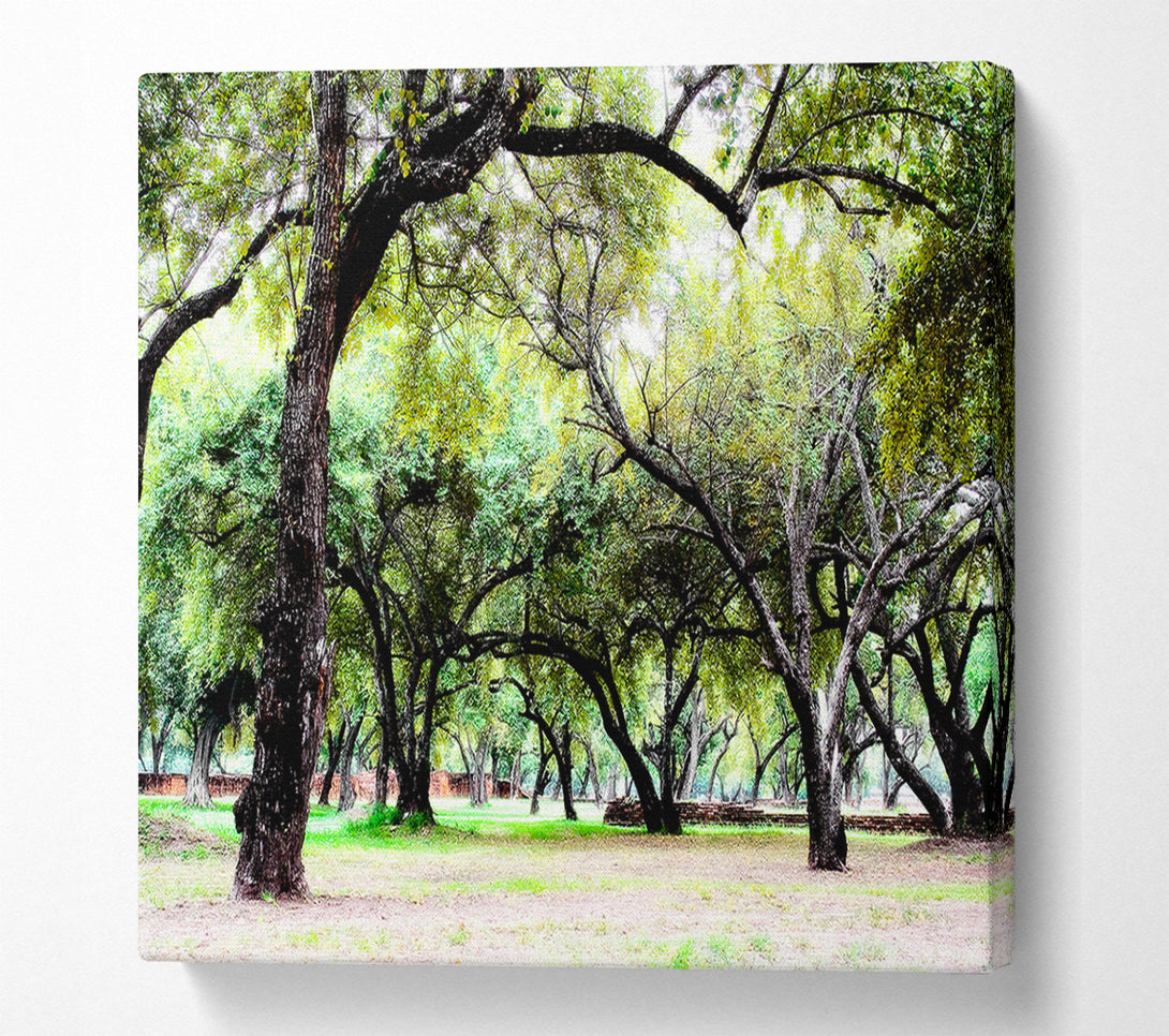  A Canvas Print of Ancient Woodland Trees Canvas Wall Art