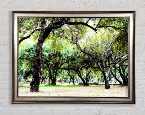 Ancient Woodland Trees Framed Print
