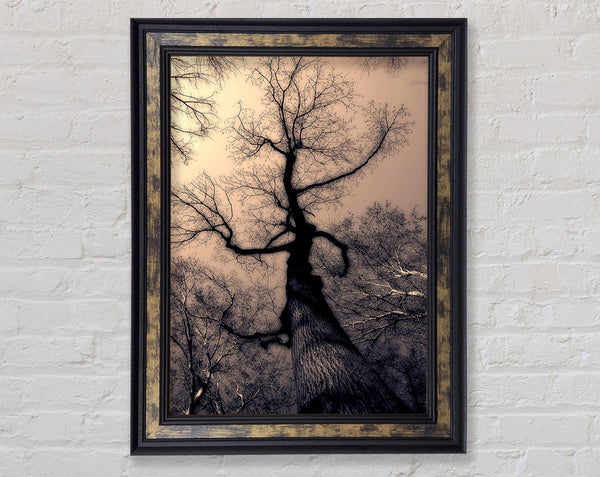 The Bare Winter Tree Framed Print