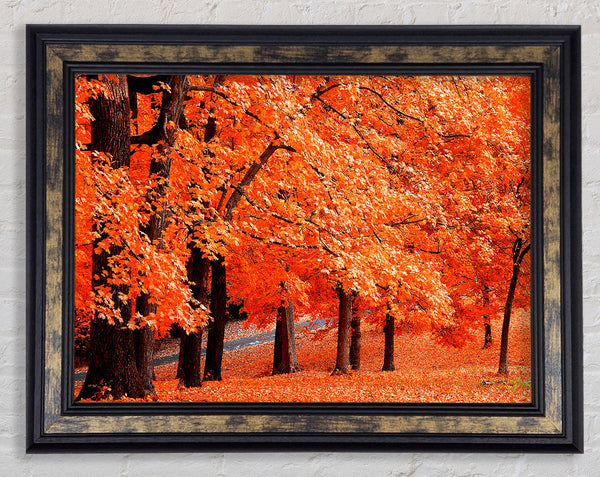 Orange Tree Parade Framed Print