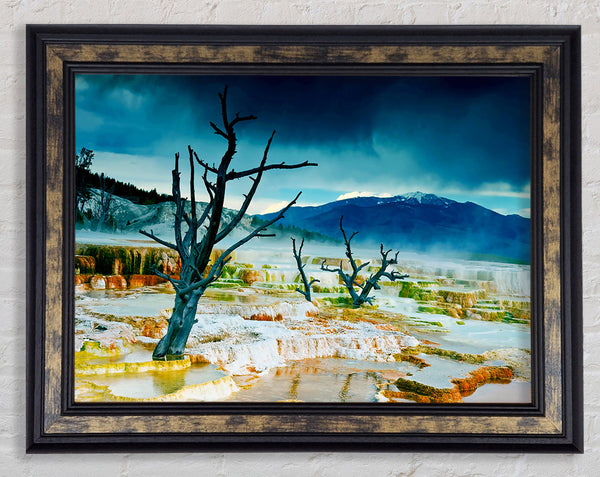 Snow Desert Trees Framed Print