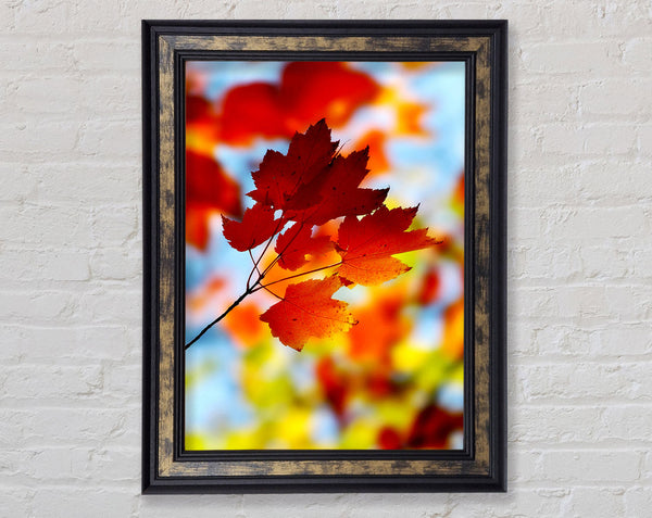 Sun Through The Autumn Leaves Framed Print