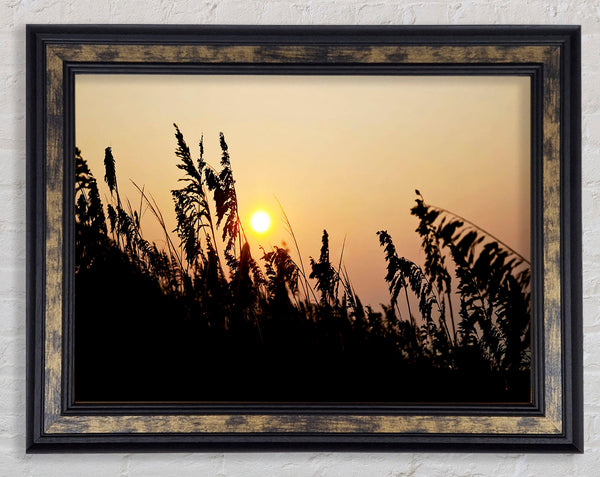 Sun Through The Reeds Framed Print