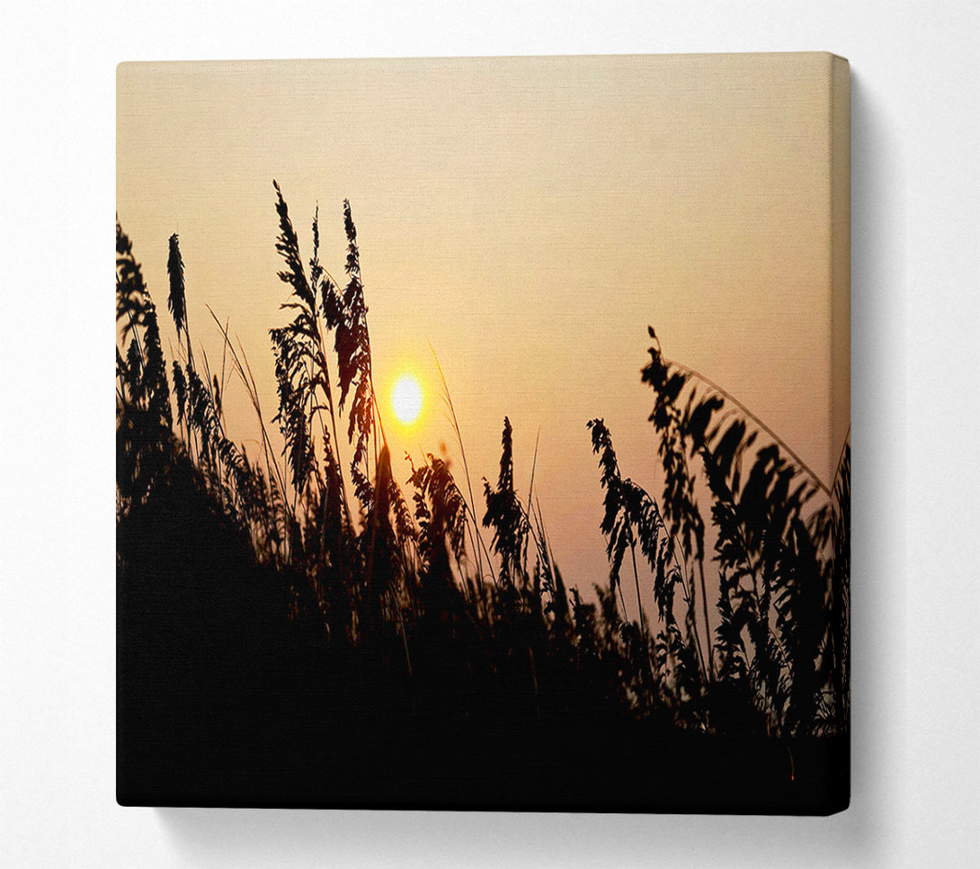  A Canvas Print of Sun Through The Reeds Canvas Print