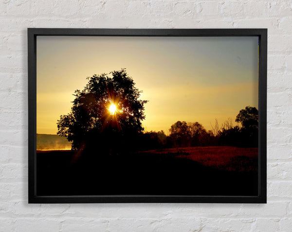 Sun Piercing Through The Tree Framed Print