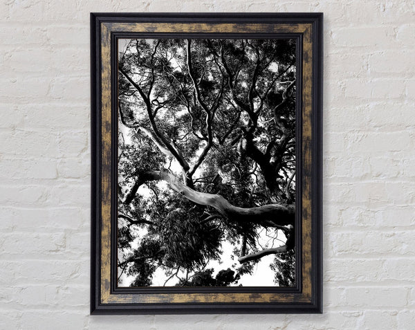 Tree In The Wind B n W Framed Print