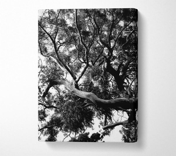  A Canvas Print of Tree In The Wind B n W Canvas Print