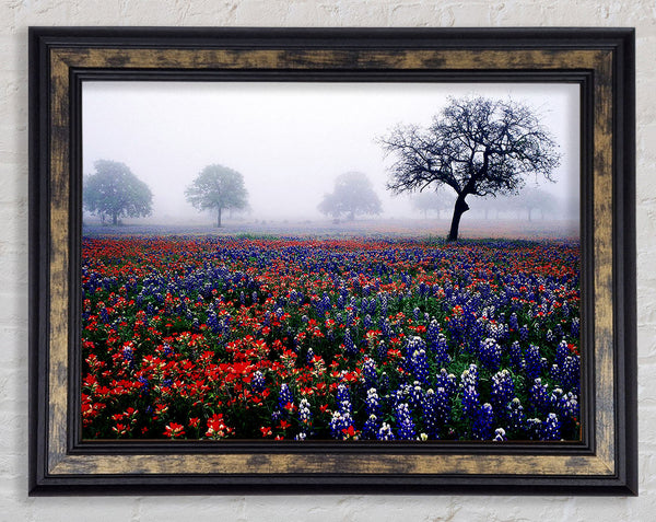 Field Of Flowers In The Morning Mist Framed Print