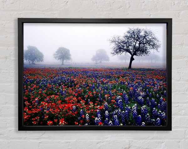 Field Of Flowers In The Morning Mist Framed Print